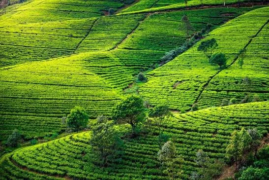 Tea Plantations Nuwara Eliya Sri Lanka